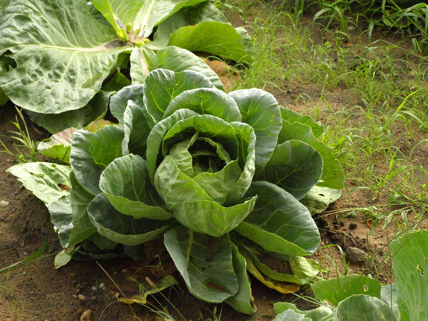 Home-Food-and-Farming-opt